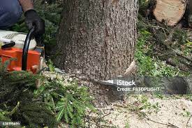 Best Tree Removal  in Corralitos, CA
