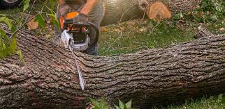 Best Root Management and Removal  in Corralitos, CA