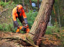 How Our Tree Care Process Works  in  Corralitos, CA