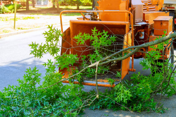 Best Palm Tree Trimming  in Corralitos, CA