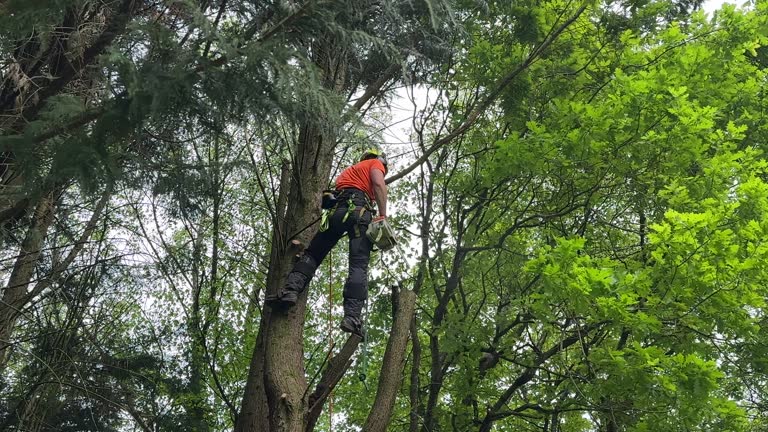 Best Tree Health Inspection  in Corralitos, CA