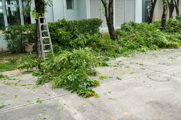 Lawn Drainage Solutions in Corralitos, CA