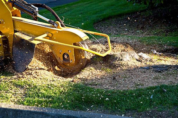 Best Lot and Land Clearing  in Corralitos, CA
