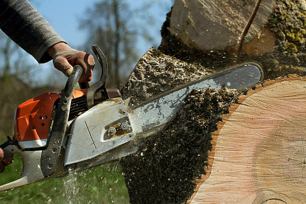 Best Lawn Dethatching  in Corralitos, CA