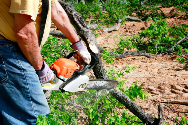 Best Tree Mulching  in Corralitos, CA